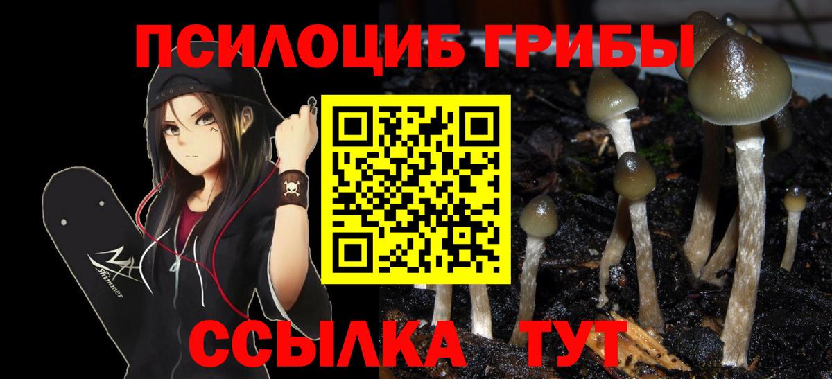 как найти закладки  Псилоцибиновые грибы мухоморы  Бердск  Вход с VPN  Галлюциногенные грибы Cubensis 
